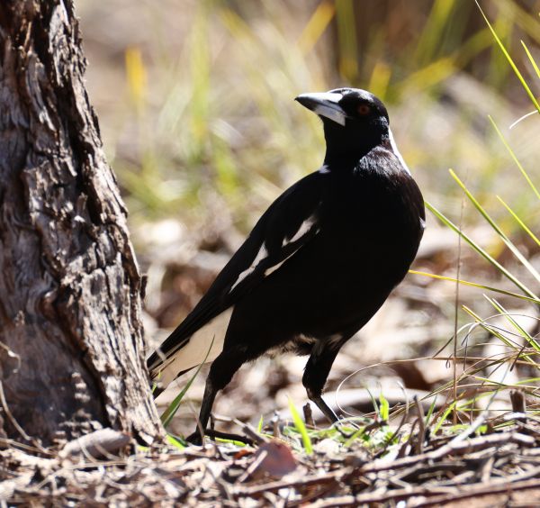 Magpie