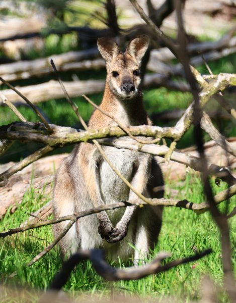 Red-necked wallaby
