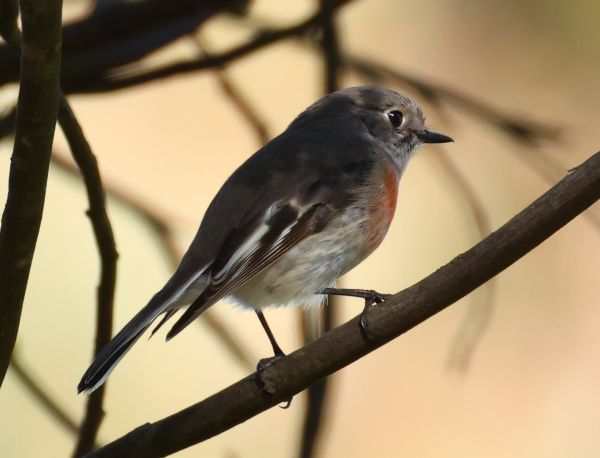 Scarlet robin