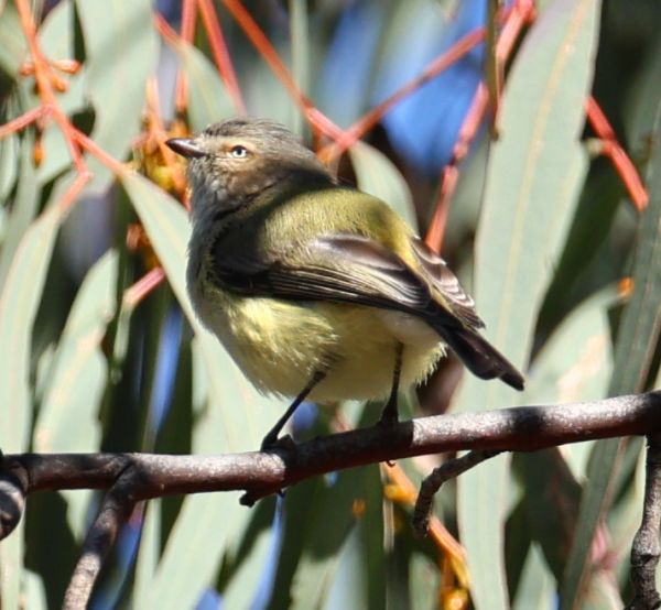 Weebill