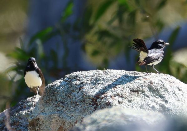 Willie wagtails