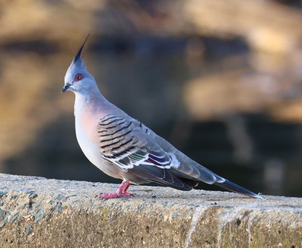 Crested pigeon