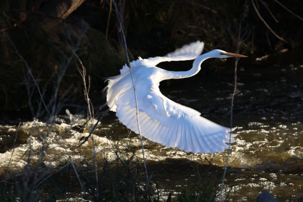 Great egret