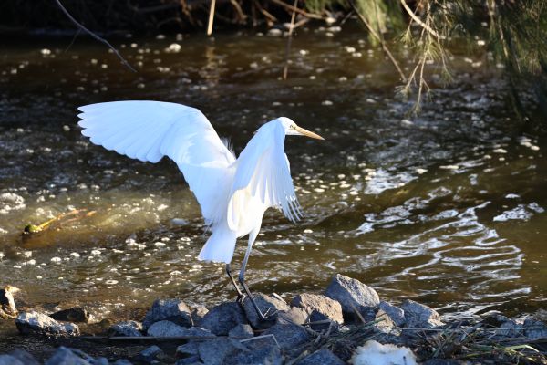 Great egret