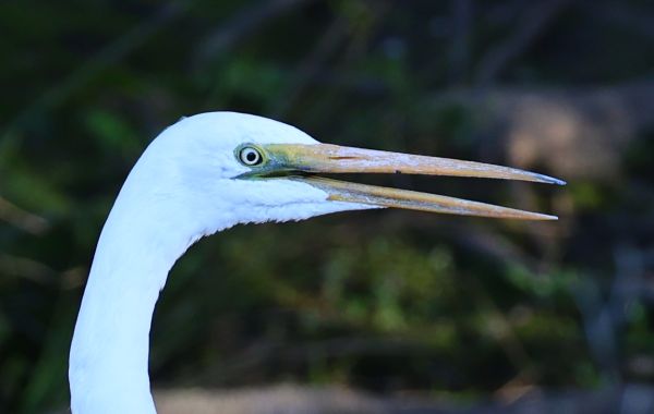 Great egret