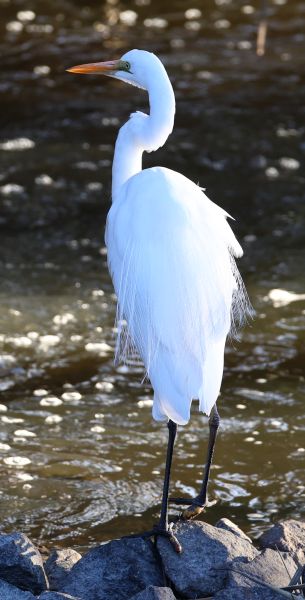 Great egret