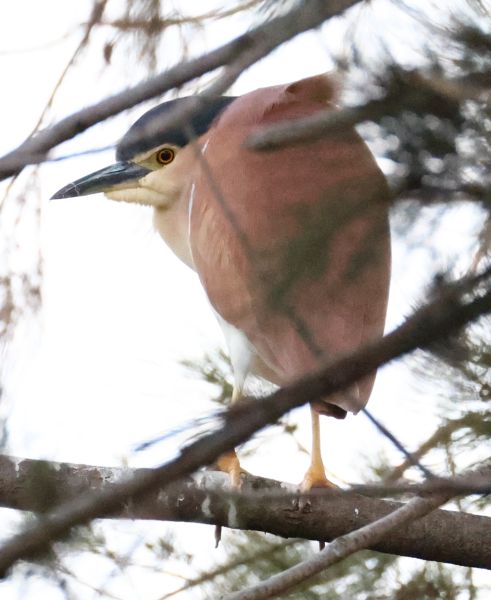 Nankeen night heron