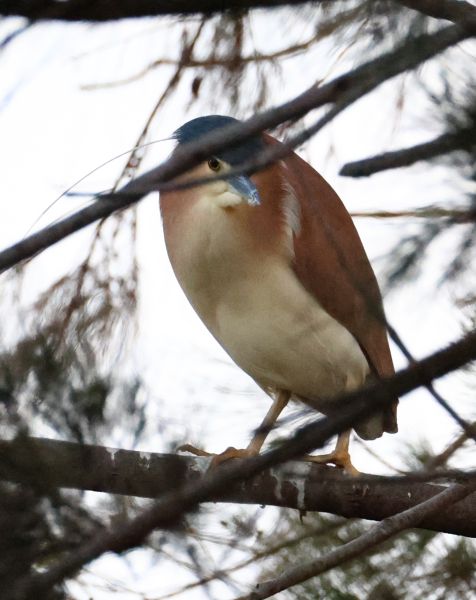 Nankeen night heron