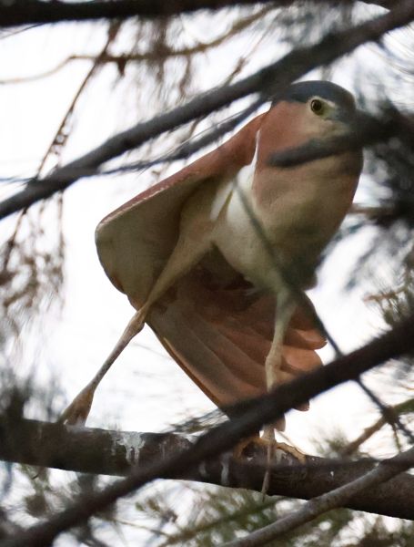 Nankeen night heron