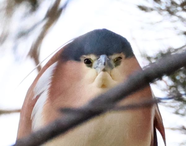 Nankeen night heron