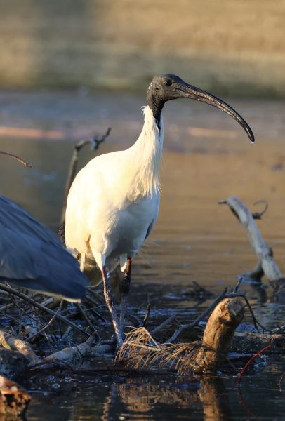 Sacred ibis