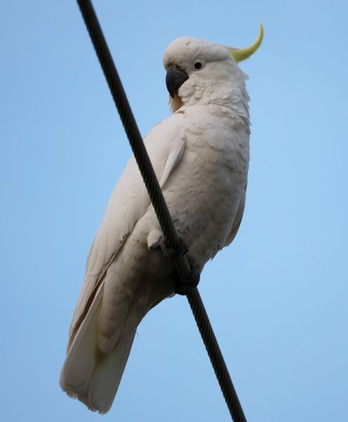 Sulphur-crested cockatoo