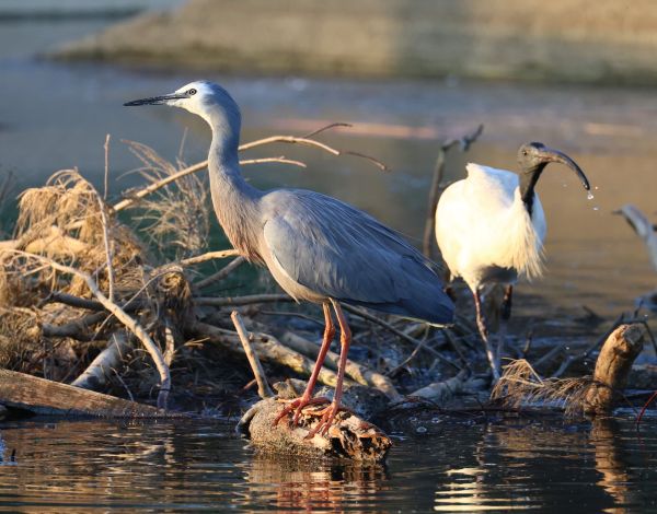 White-faced heron