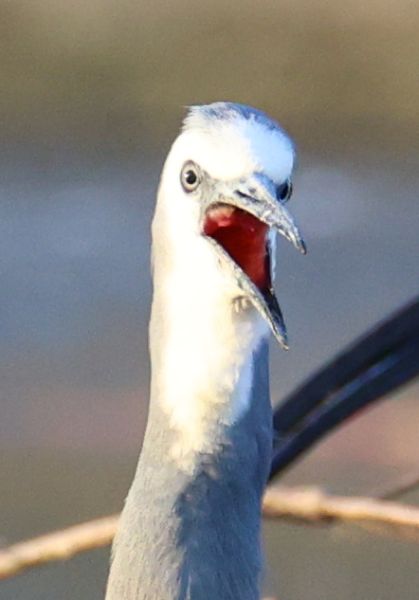 White-faced heron