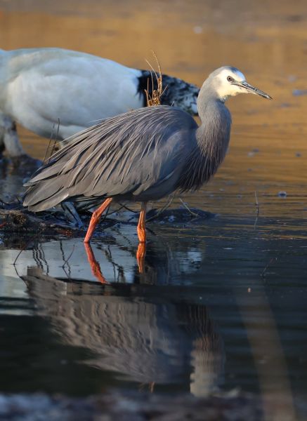 White-faced heron