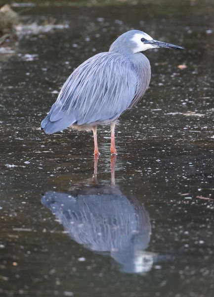 White-faced heron