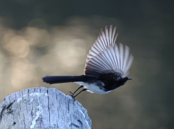 Willie wagtail