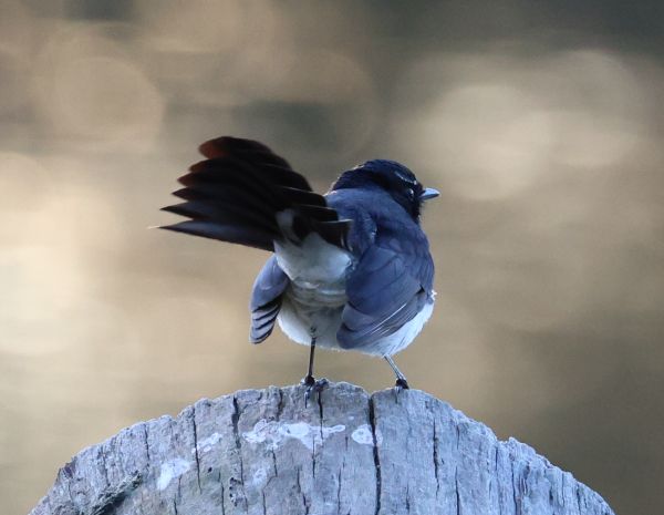 Willie wagtail