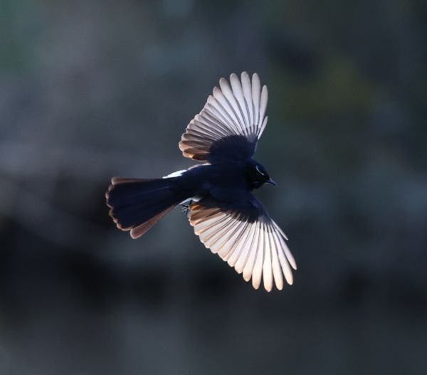 Willie wagtail
