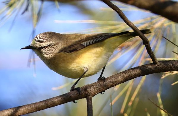 Yellow-rumped thornbill