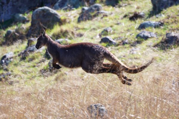 Wallaby leap