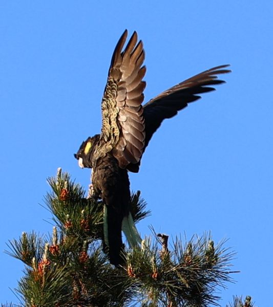 Black cockatoo