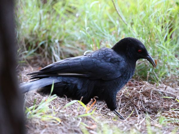 White-winged chough