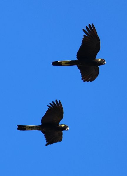 Black cockatoos