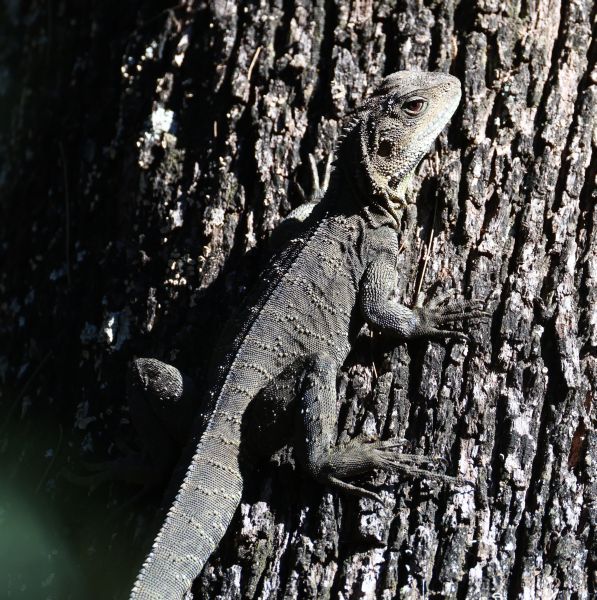 Eastern bearded dragon