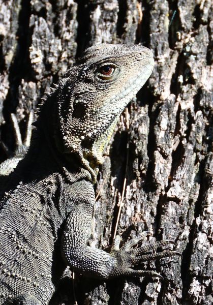Eastern bearded dragon