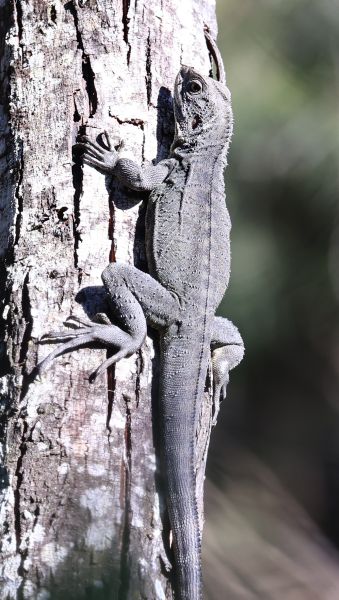 Eastern bearded dragon