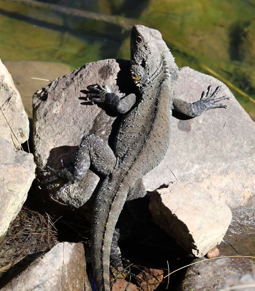 Eastern bearded dragon