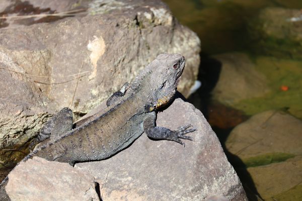 Eastern bearded dragon