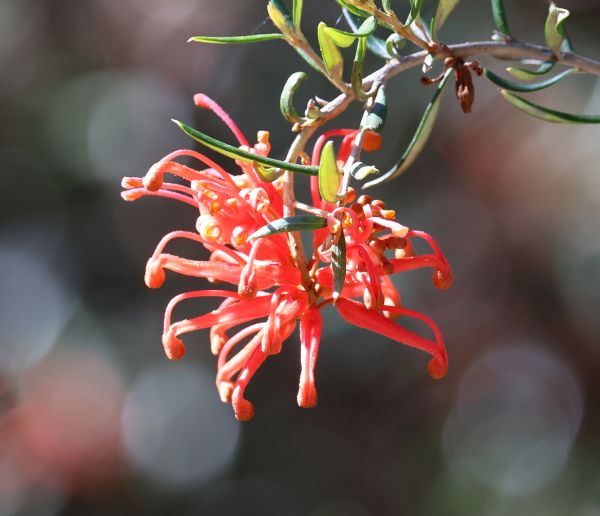 Grevillea