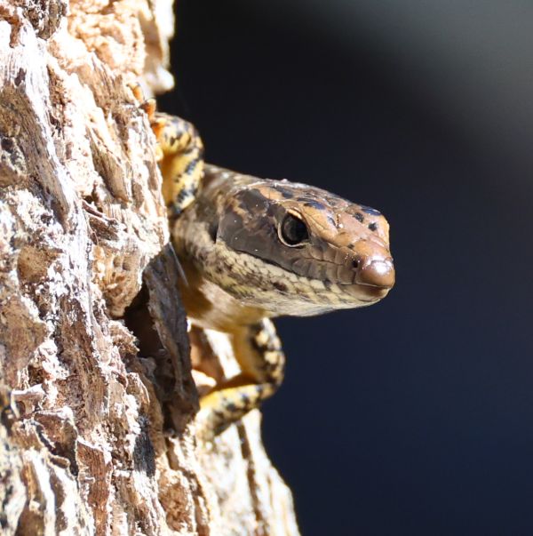 Lizard