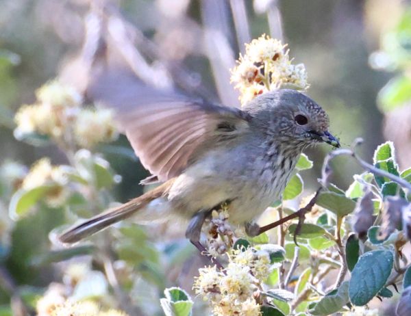 Brown thornbill