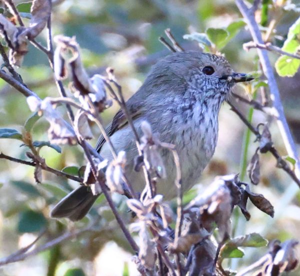 Brown thornbill