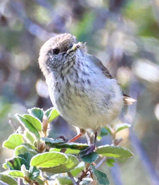 Brown thornbill