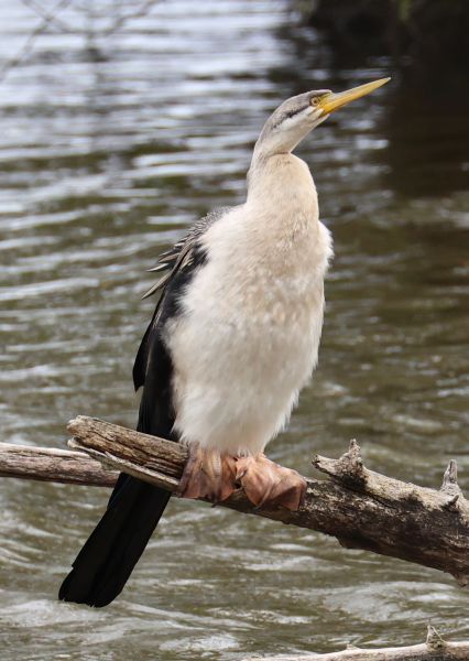 Australasian darter