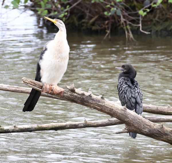 Australasian darter and little black cormorant