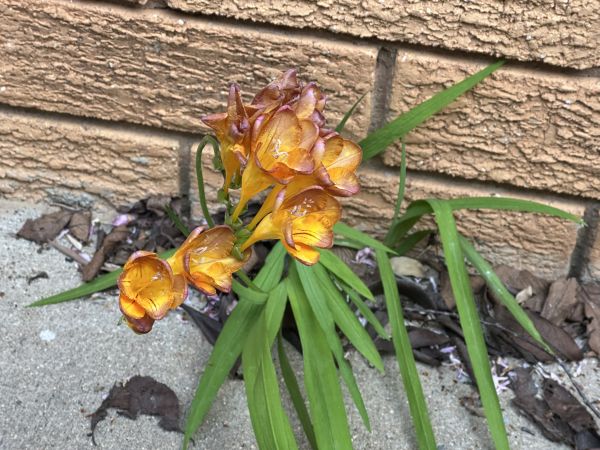 Fresias