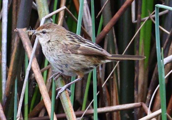 Little grass bird