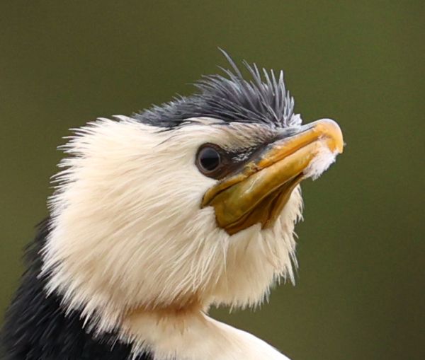 Little pied cormorant