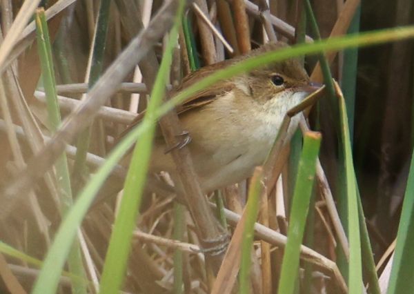 Reed warbler