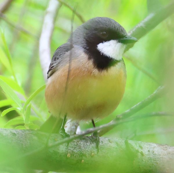 Rufous whistler
