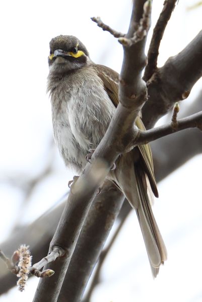 Yellow-faced honeyeater