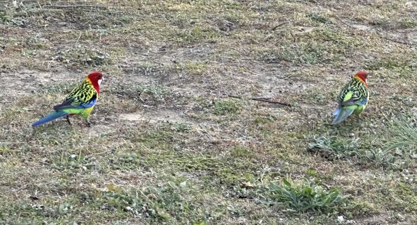 Eastern rosellas