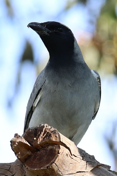Black-faced cuckooshrike