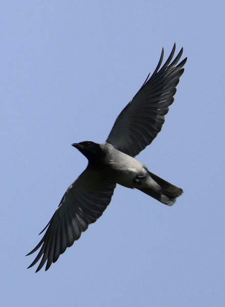 Black-faced cuckooshrike