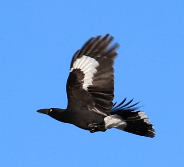 Currawong